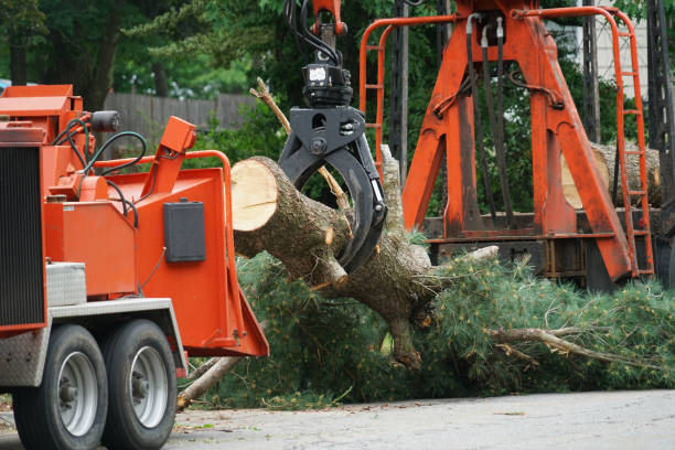 Residential Tree Removal in Seven Lakes, NC